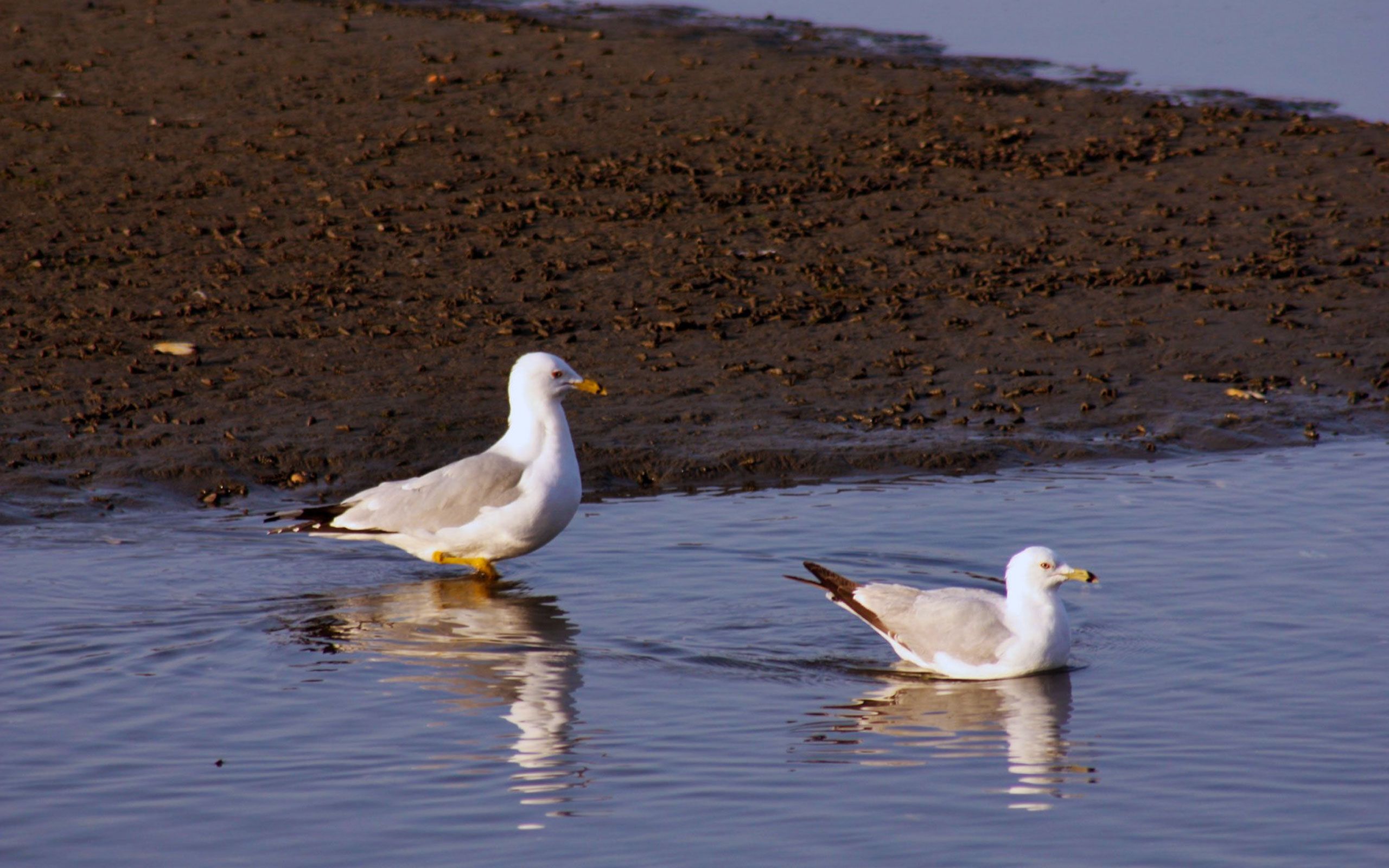 Gulls on the water