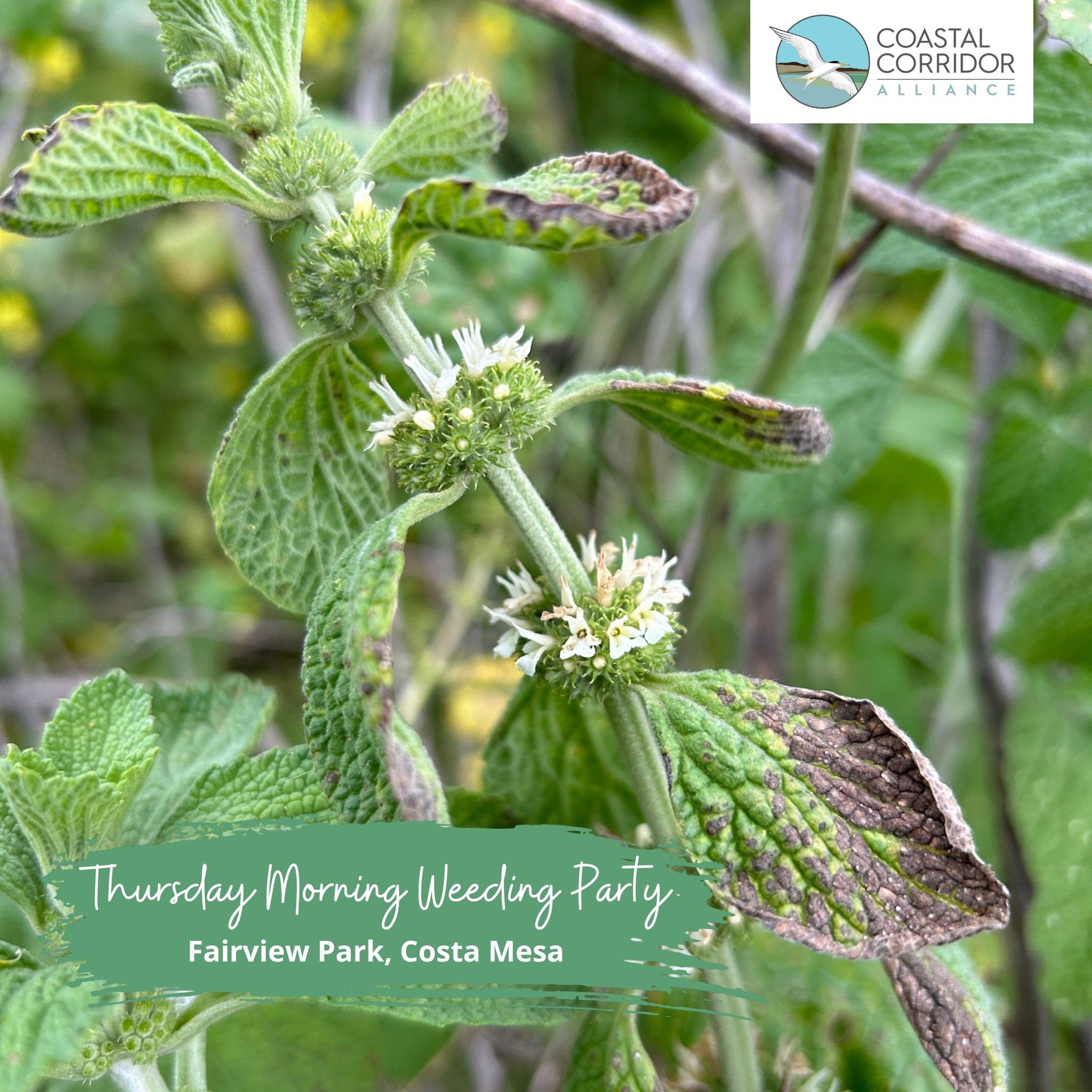 Invasive White Horehound at Fairview Park, Costa Mesa, CA.