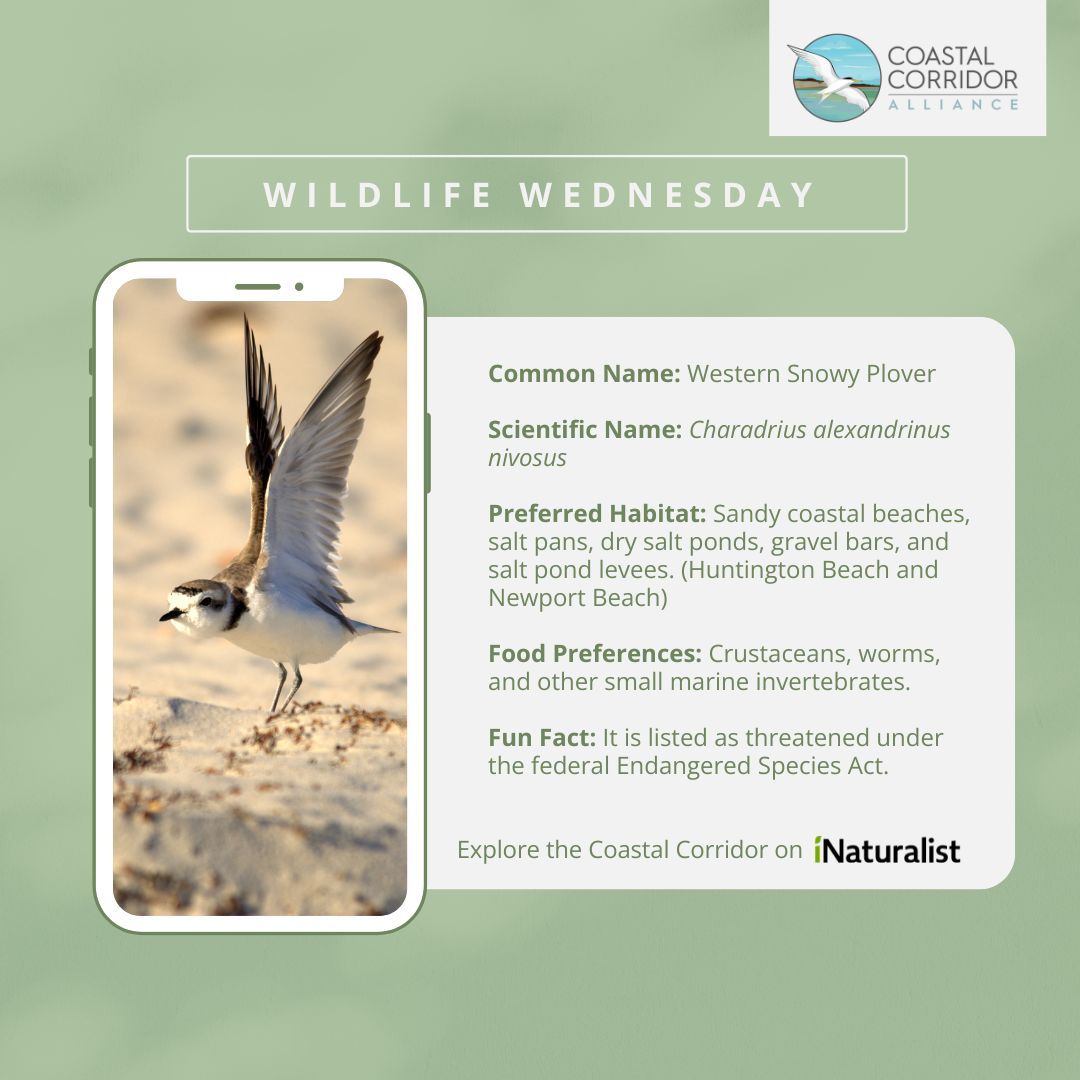 An image depicting a Western Snowy Plover bird in flight, set against a soft-focus beach background. The image is framed within a smartphone outline. Overlay text provides information about the bird’s habitat, diet, and conservation status, mentioning specific locations like Huntington Beach and Newport Beach. This is part of a "Wildlife Wednesday" series by Coastal Corridor.