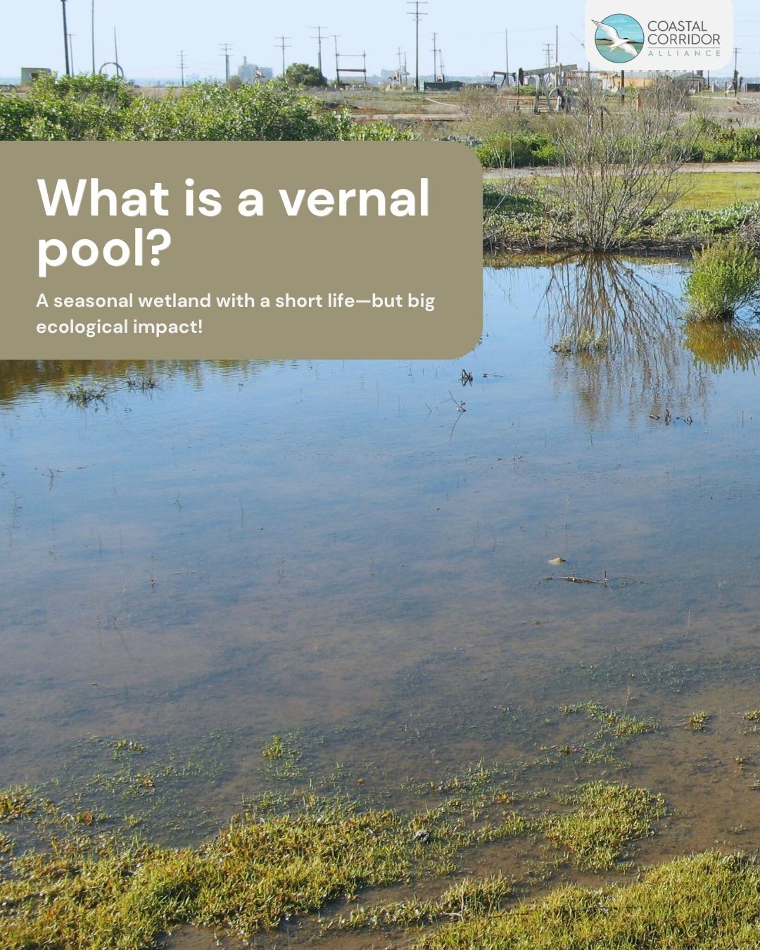Educational graphic by the Coastal Corridor Alliance showing a shallow vernal pool in a grassy area with industrial structures in the background. Text reads: “What is a vernal pool? A seasonal wetland with a short life—but big ecological impact!”