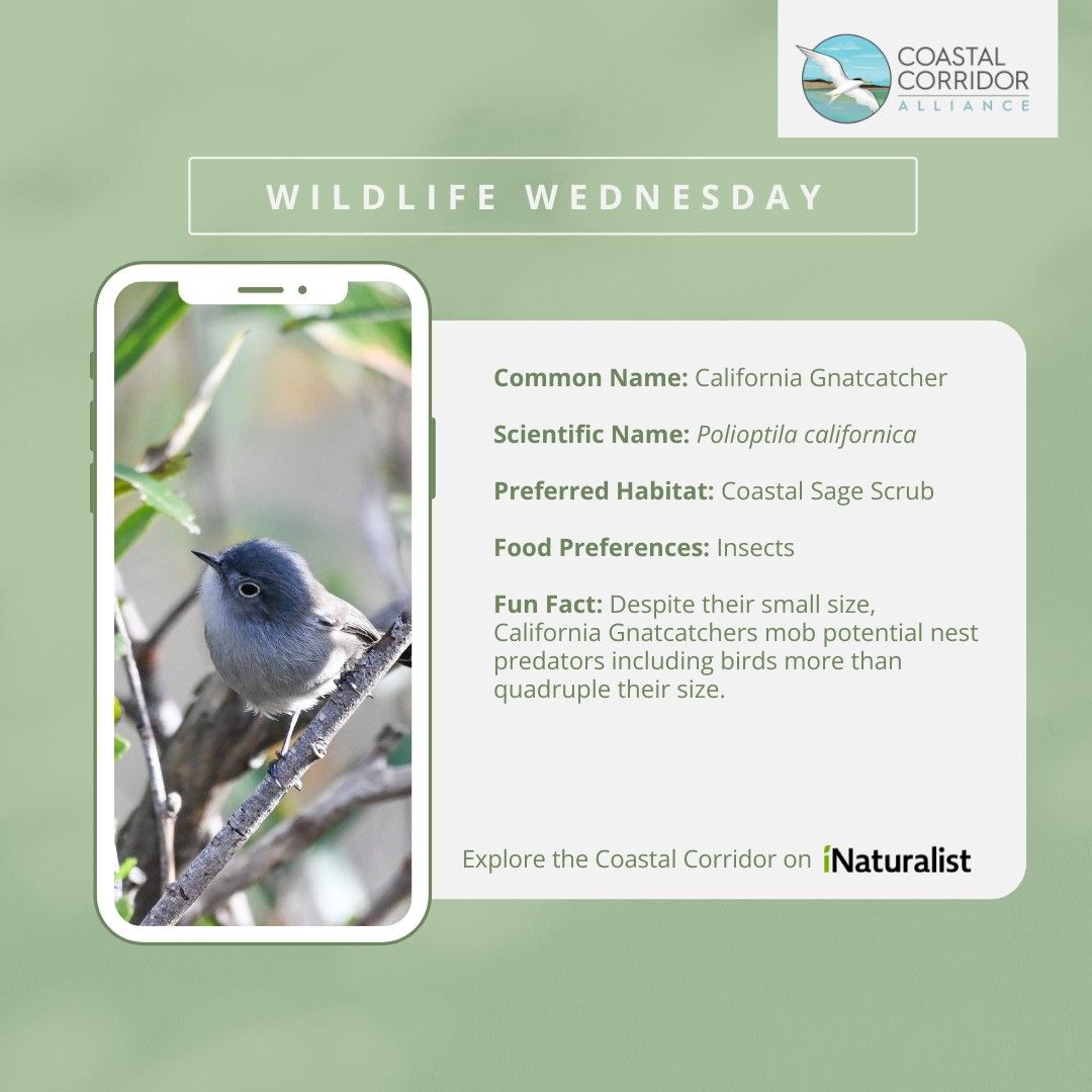 Smartphone displaying an educational graphic about a California Gnatcatcher bird, set against a blurred natural background. The graphic includes an image of the bird on a branch, and text detailing its common name "California Gnatcatcher," scientific name "Polioptila californica," habitat "Coastal Sage Scrub," and diet "Insects." Additionally, a fun fact mentions their size and nesting behaviors. The top of the graphic includes the title "Wildlife Wednesday" with the Coastal Corridor logo, and a footer promotes the iNaturalist website.