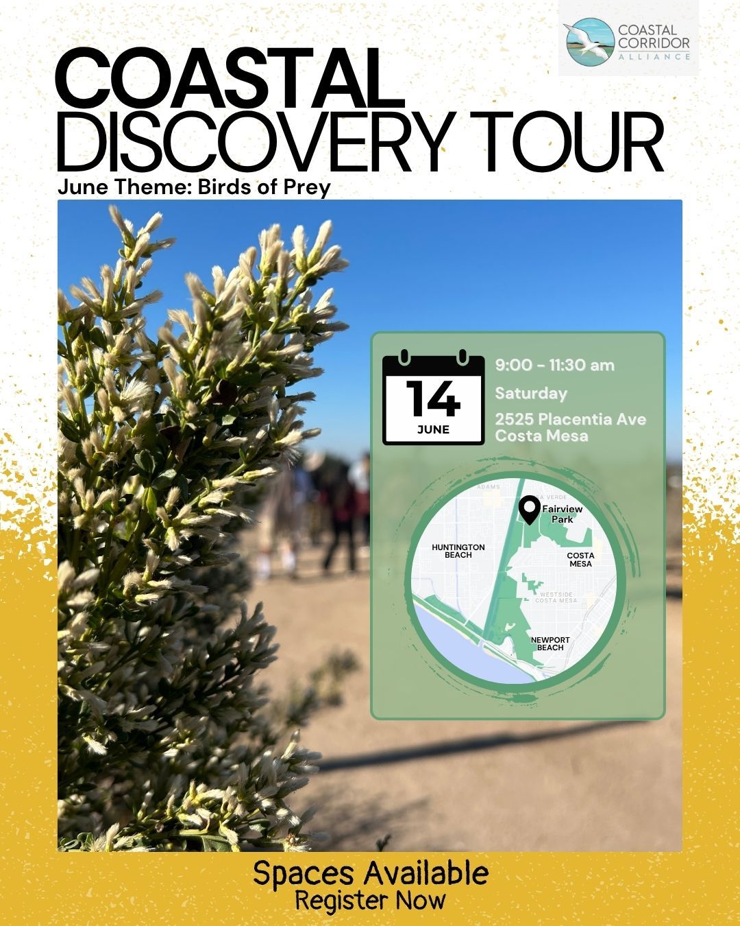 Flyer for a Coastal Discovery Tour hosted by the Coastal Corridor Alliance, themed “Birds of Prey.” The event is on Saturday, June 14 from 9:00 to 11:30 a.m. at 2525 Placentia Ave, Costa Mesa. The flyer features a close-up of a plant, a group of people in the background, and a map showing the tour location at Fairview Park. Text at the bottom reads, “Spaces Available – Register Now.”