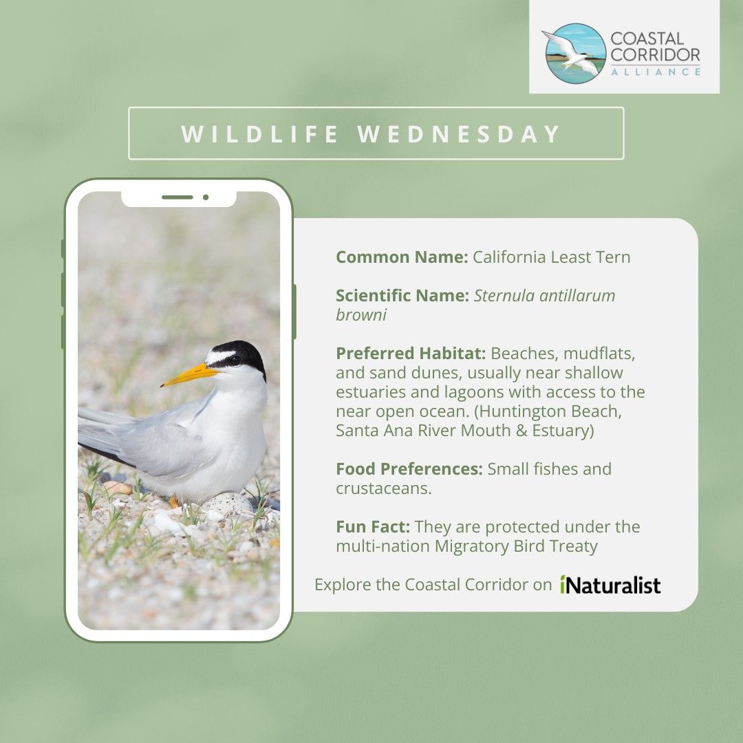 A smartphone displaying information about a bird species on a nature-themed app. The screen shows a photo of a bird with a white belly and black head, identified as the California Least Tern, perched near water. Text on the app provides details like common name, scientific name, preferred habitats, diet, known locations, and migratory status. Also visible are logos for “Wildlife Wednesday” and “Coastal Corridor”. The interface prompts to explore further on the iNaturalist app.