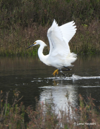 A photograph of a white egret taking flight.