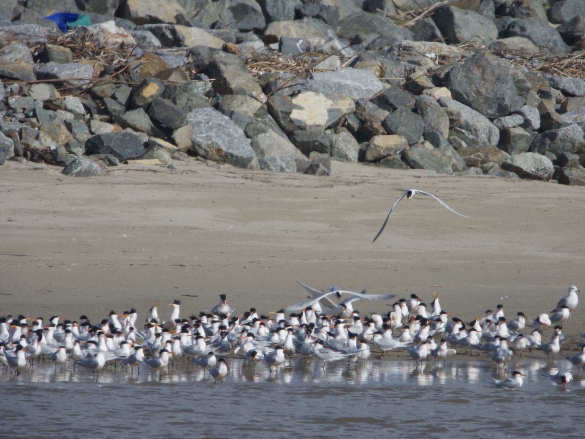 A large flock of terns, featuring white plumage, black caps, and orange beaks, resting along the shoreline where sandy beach meets calm water. One tern glides low in flight toward the right above the sand, while a few others flap their wings near the center. In the background, a steep embankment lined with large, grey riprap boulders and scattered driftwood frames the beach scene.