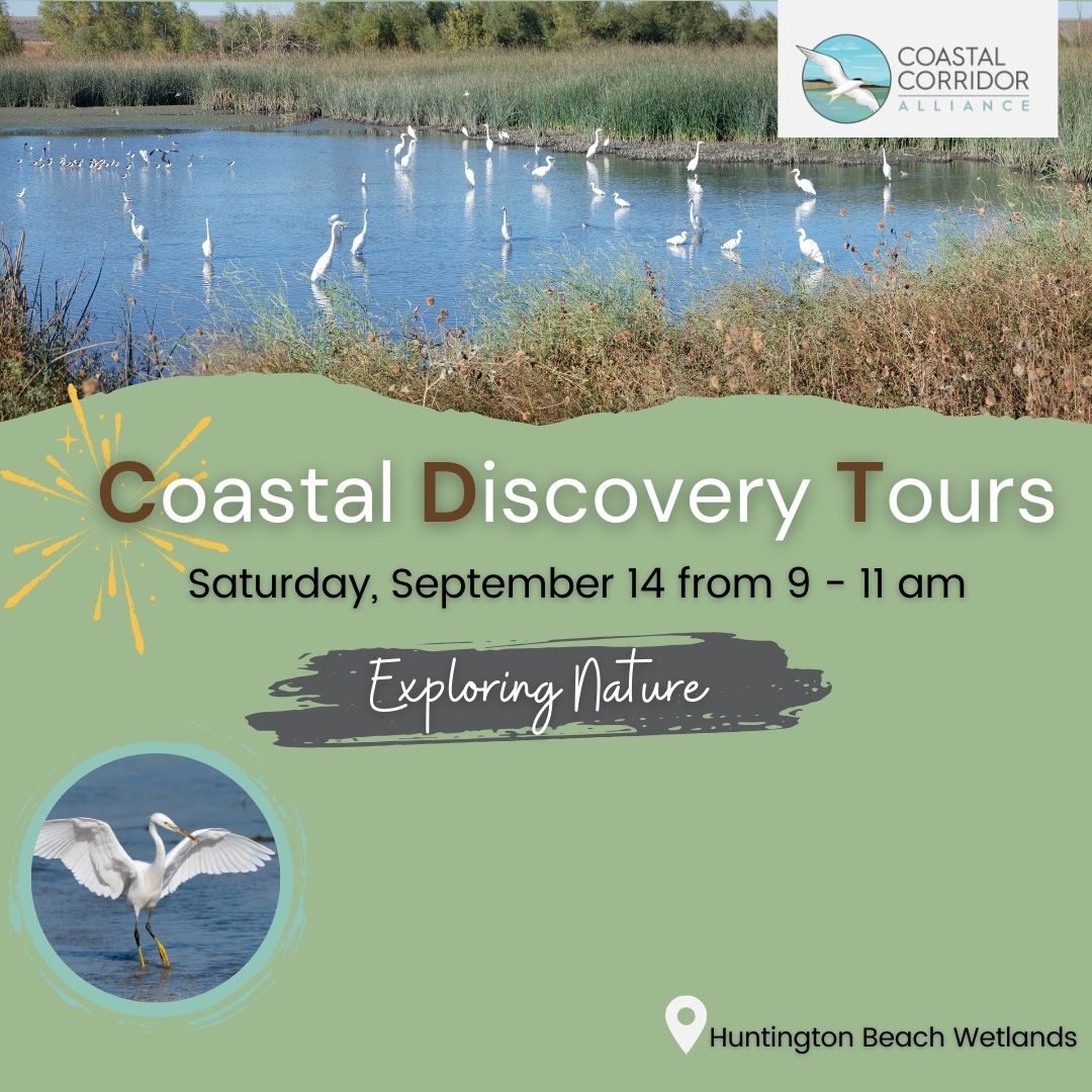 A graphic with birds in a pond and vegetation surround it. There is the CCA logo upper right. In the bottom 2/3 is a green background with a "Coastal Discovery Tours" announcement for Saturday, September 14 from 9-11am with the theme "Exploring Nature." Bottom left is a bird in the water with its wings open. Bottom right is a place dot with the phrase Huntington Beach Wetlands.