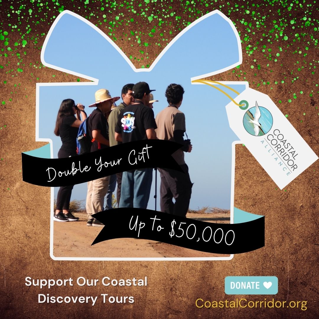 A banner image with a photograph people on a hike with binoculars in the shape of a gift. There are two banners in black one from the left and one from the right. They read: Double Your Gift and Up to $50,000. From the gift is a gift tag that has the Coastal Corridor Alliance logo on it. All of this is set against a brown background with green flecks of paint. On the right is a phrase (Support Our Coastal Discovery Tours) above a Donate button with a heart on it. Below it is the CoastalCorridor.org website listed.