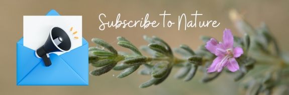 A pink flower on the right with a stem leaning left. There is an envelope with a megaphone on it. Above the flower is a "Subscribe to Nature" phrase.