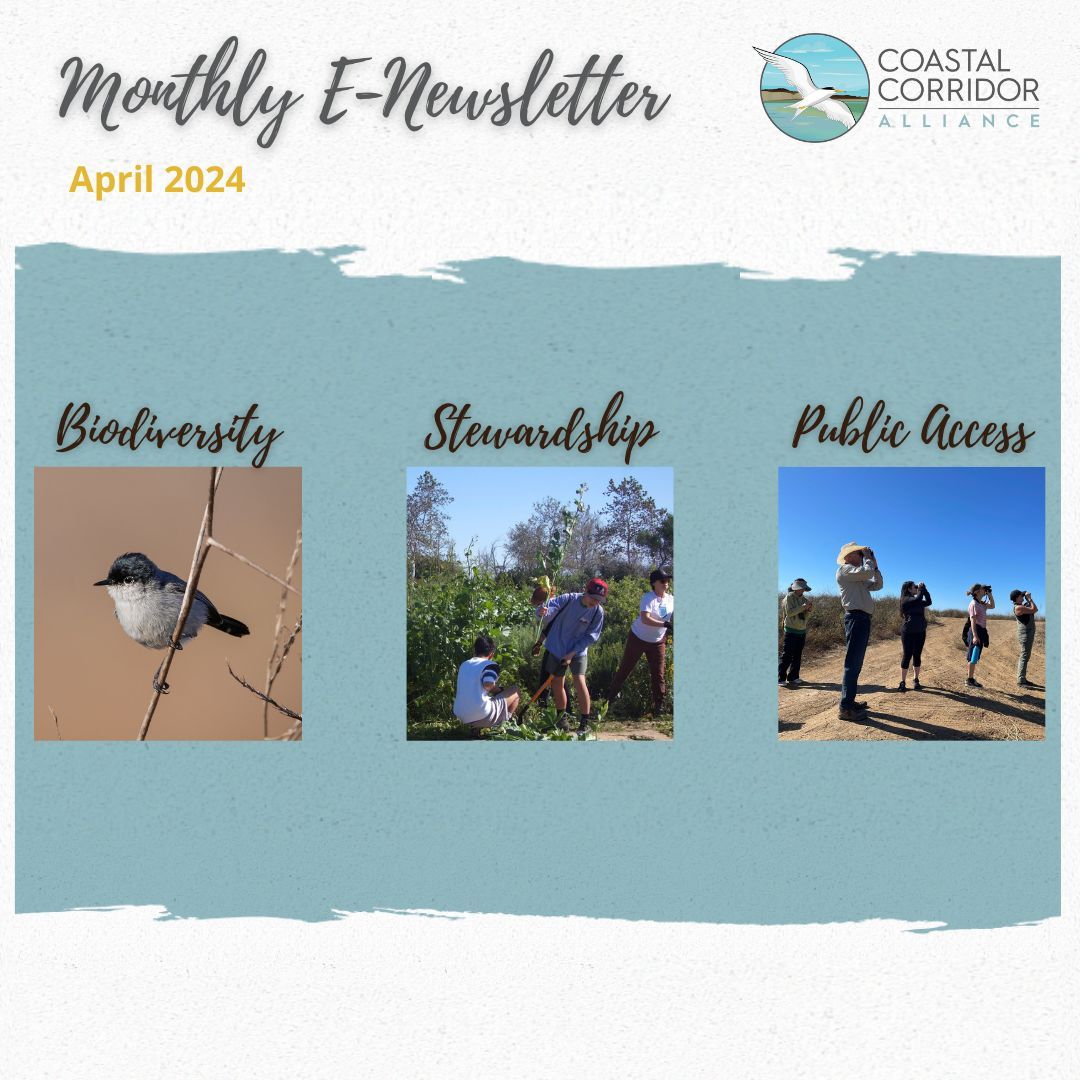 The Coastal Corridor Alliance's Monthly E-Newsletter for April 2024. Against a blue background with paint brush edges are three photos and three headings: biodiversity with a bird, stewardship with people removing plants, and public access with people birding.