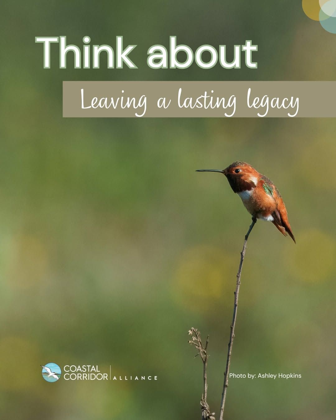 A photograph with a hummingbird on a branch. The text reads: Think about leaving a lasting legacy.