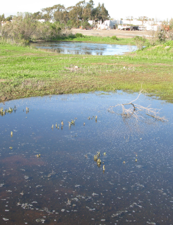A photograph of a series of vernal pools.
