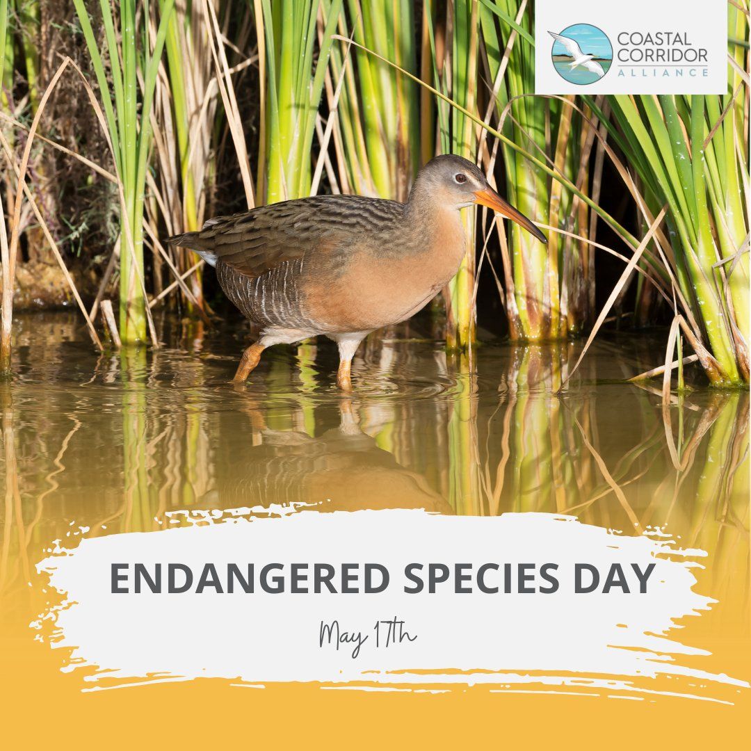 A picture of a Ridgway's Rail bird with the slogan Endangered Species Day (May 17th) with the CCA logo in the upper right.