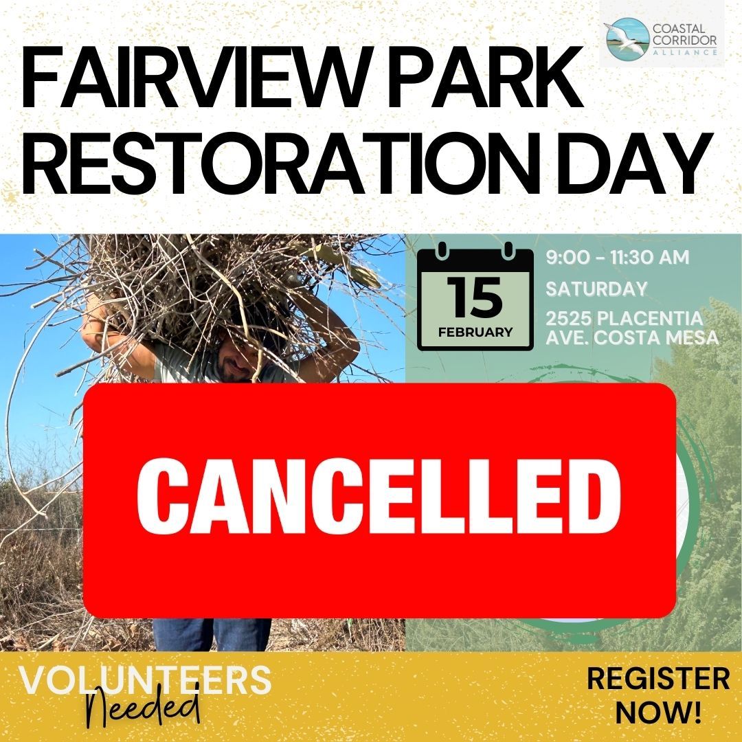 A square flyer announcing the Fairview Park Restoration Day on Saturday, February 15th from 9:00-11:30 AM at 2525 Placentia Ave, Costa Mesa. The event is cancelled, as indicated by a large red "CANCELLED" banner across the image. The flyer features a photo of a person carrying a large bundle of branches, with logos for Coastal Corridor Alliance. It urges viewers to register and states "Volunteers Needed."