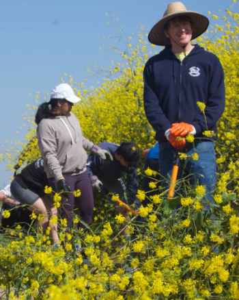 People working to remove the non-native plant mustard.