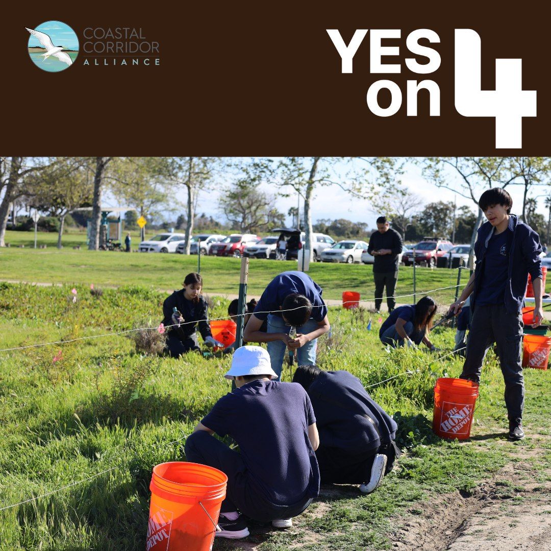 Volunteers work on a community project, planting native vegetation in a grassy area while surrounded by orange buckets and a fenced section. The scene features a mix of young people focused on their tasks, promoting environmental sustainability. The Coastal Corridor Alliance logo and a 'Yes on 4' campaign message are displayed prominently.