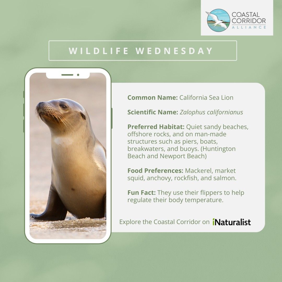 Promotional graphic for Wildlife Wednesday by Coastal Corridor Alliance featuring an image of a California sea lion. The graphic includes information about the sea lion’s common name, habitat, preferred foods, and a fun fact regarding their use of flippers for body temperature regulation, displayed on a smartphone screen. Background is soft green.