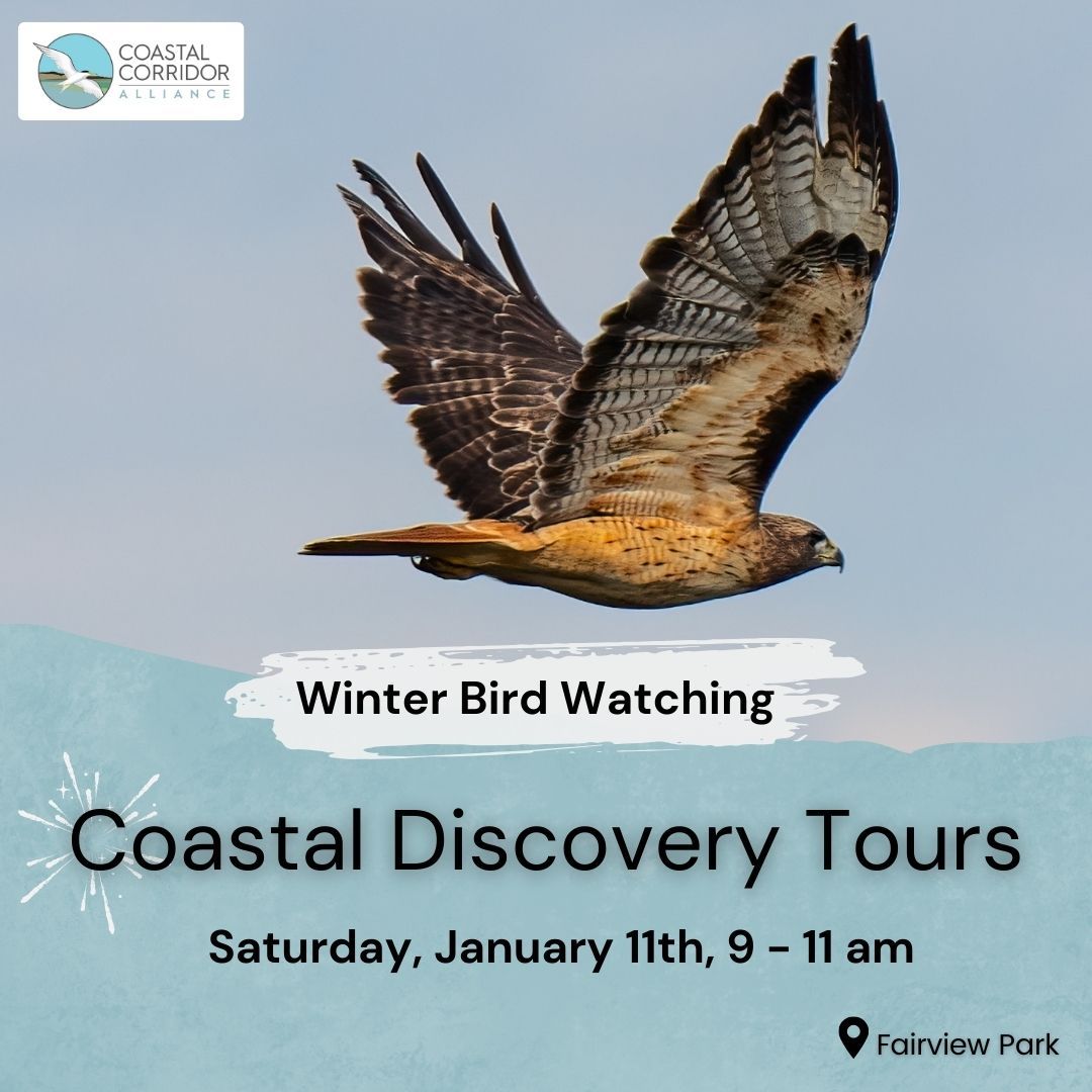 Social Posts for Coastal Discovery Tour of a hawk flying in the sky with the theme: Winter Bird Watching across the front