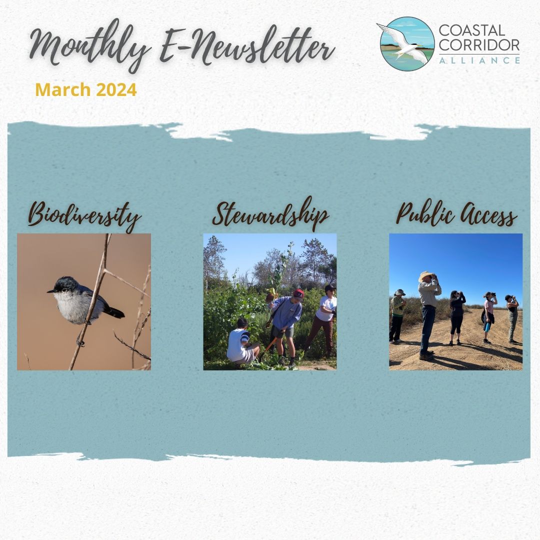 The Coastal Corridor Alliance's Monthly E-Newsletter for March 2024. Against a blue background with paint brush edges are three photos and three headings: biodiversity with a bird, stewardship with people removing plants, and public access with people birding.