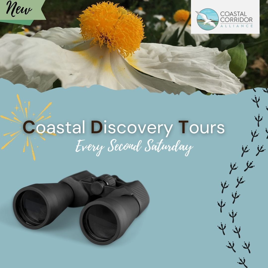 A square post with the CCA logo in the upper right, a matilija poppy against a light blue background with bird footprints on the right, with binoculars and the phrase: Coastal Discovery Tours (Every Second Saturday).