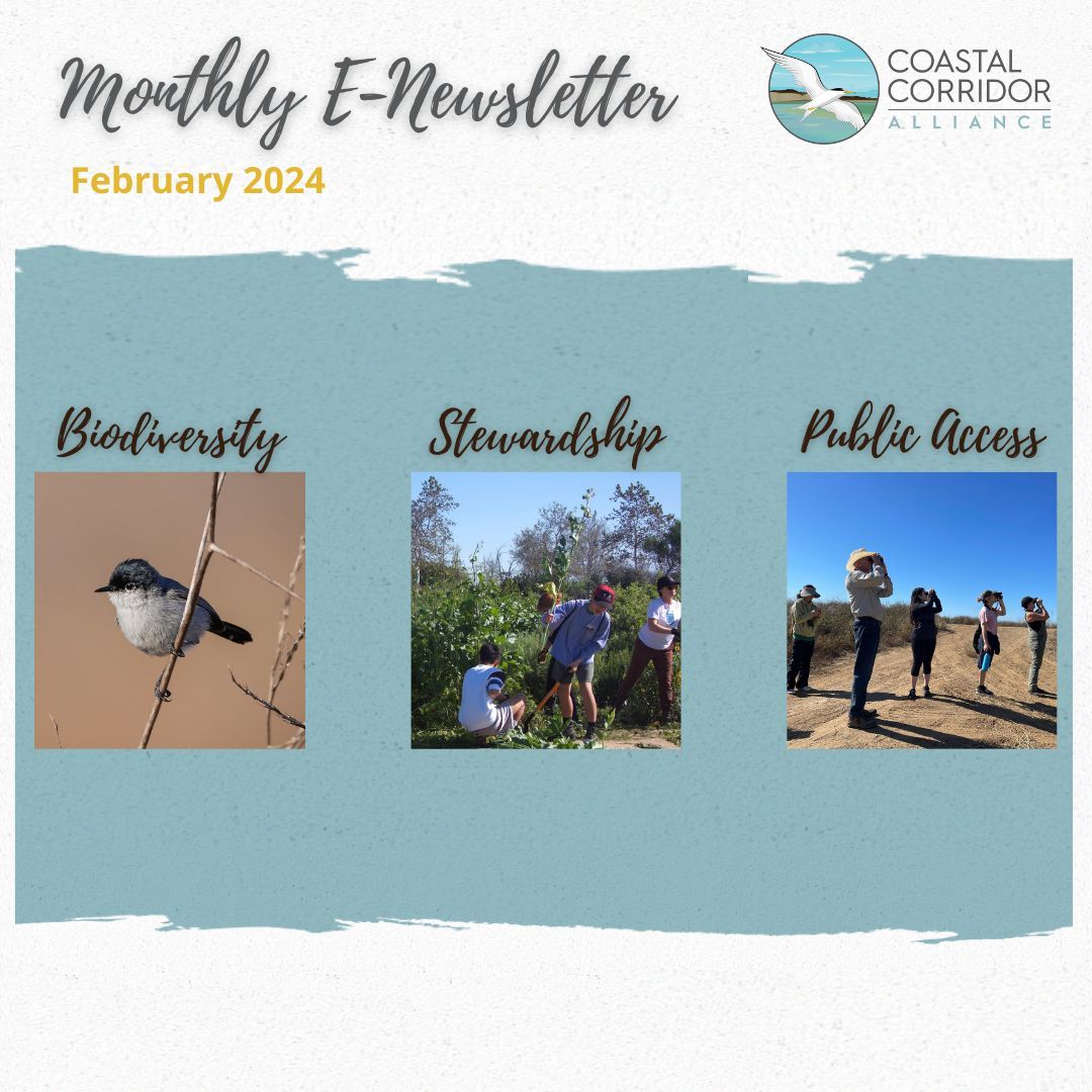 The Coastal Corridor Alliance's Monthly E-Newsletter for February 2024. Against a blue background with paint brush edges are three photos and three headings: biodiversity with a bird, stewardship with people removing plants, and public access with people birding.