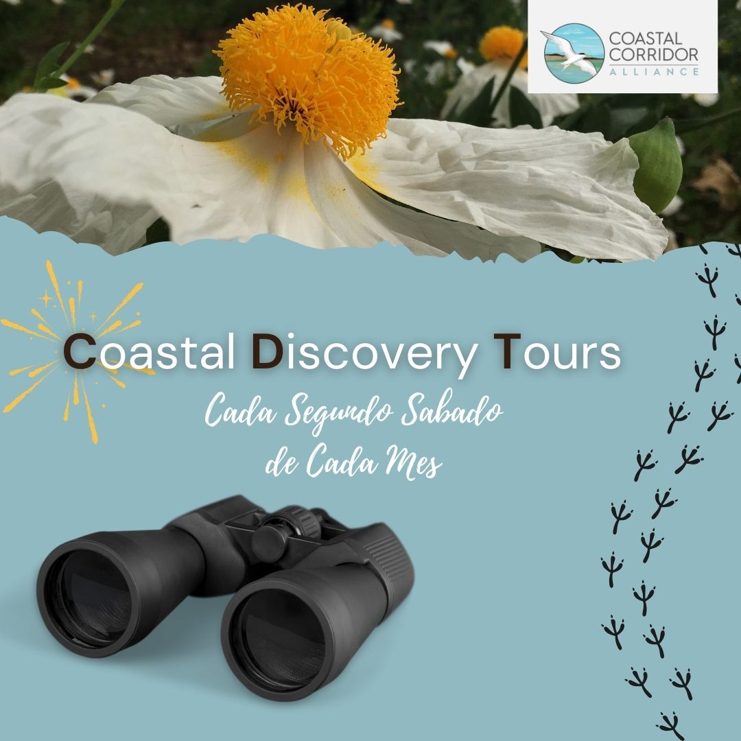 A square post with the CCA logo in the upper right, a matilija poppy against a light blue background with bird footprints on the right, with binoculars and the phrase: Coastal Discovery Tours (Every Second Saturday). (In Spanish)