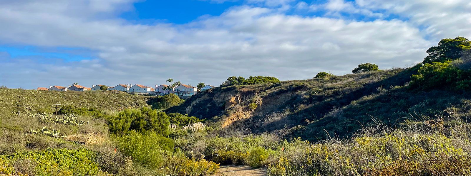 A view of the Randall Preserve with lush vegetation and cloud blue skies above.