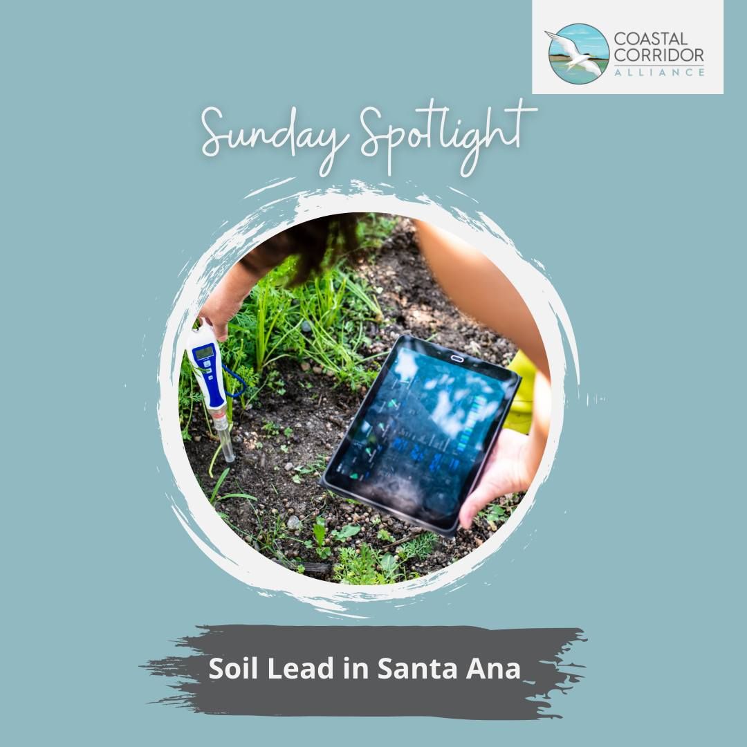 An individual uses a smartphone to document soil testing in a garden, with the image titled "Sunday Spotlight" and branded with the Coastal Corridor Alliance logo, focusing on soil lead levels in Santa Ana.