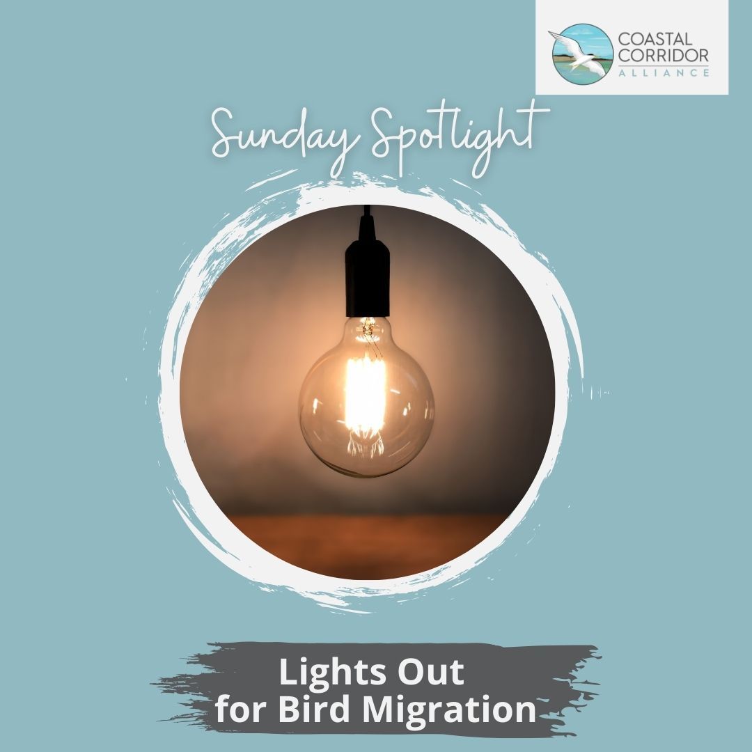 Sunday Spotlight promotion