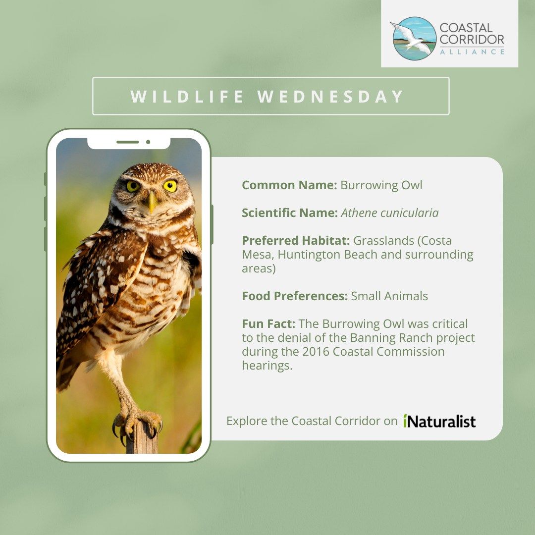 An infographic promoting "Wildlife Wednesday" featuring a photo of a Burrowing Owl inside a smartphone graphic on a green background. Text provides the owl's common name ("Athene cunicularia"), preferred habitat in grasslands around Huntington Beach, diet preferences, and a fun fact about its involvement in the Coastal Corridor Conservation project during 2016 on iNaturalist. The logo of Coastal Corridor Alliance is also displayed.