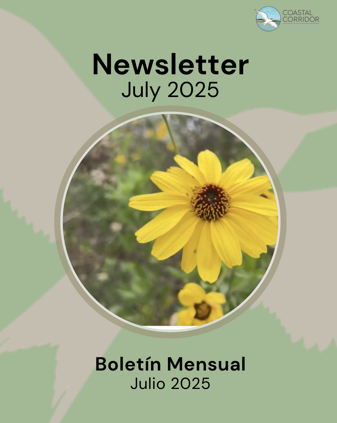 A newsletter cover for "Coastal Corridor" with a light green background, featuring a circular image of a bright yellow flower with a brown center. The title "Newsletter July 2025" is above the image, and "Boletín Mensual Julio 2025" is below it. A logo with a bird flying over water is in the top right corner.