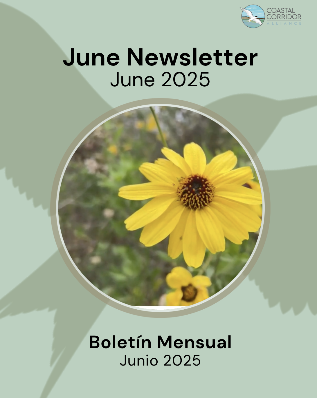 Junes Newsletter announcement with a flower in the middle.