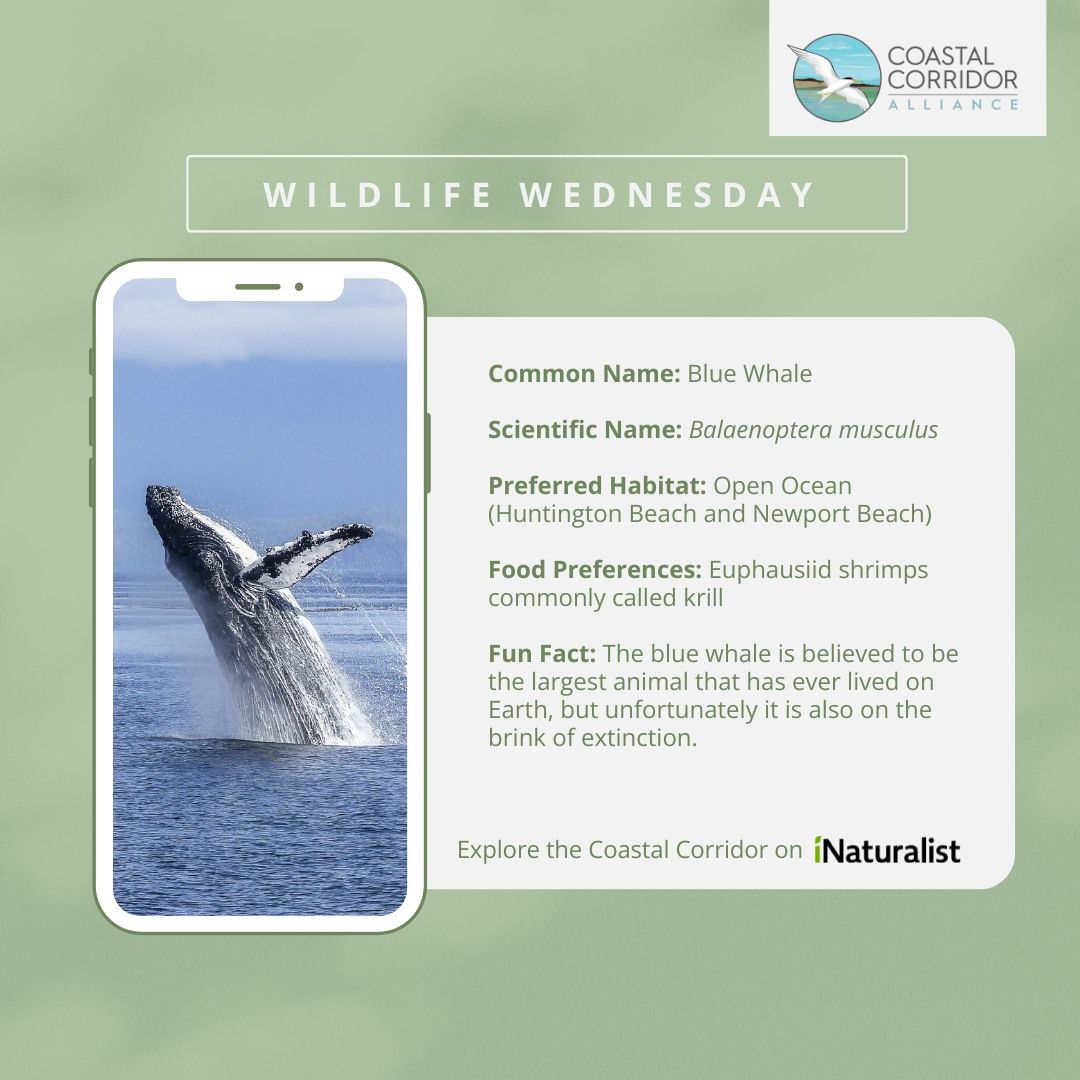 A smartphone displays an image of a blue whale (Balaenoptera musculus) breaching the ocean surface on a promotional graphic for "Wildlife Wednesday" by Coastal Corridor Alliance. The phone is centered against a pale green background, and the graphic provides information about the whale, including its common name, preferred habitat (open ocean around Huntington Beach and Newport Beach), and diet (krill). There’s also a fun fact stating it's the largest animal believed to be on Earth. The Coastal Corridor logo is featured at the bottom and a reference to the source of the information, iNaturalist, is mentioned.