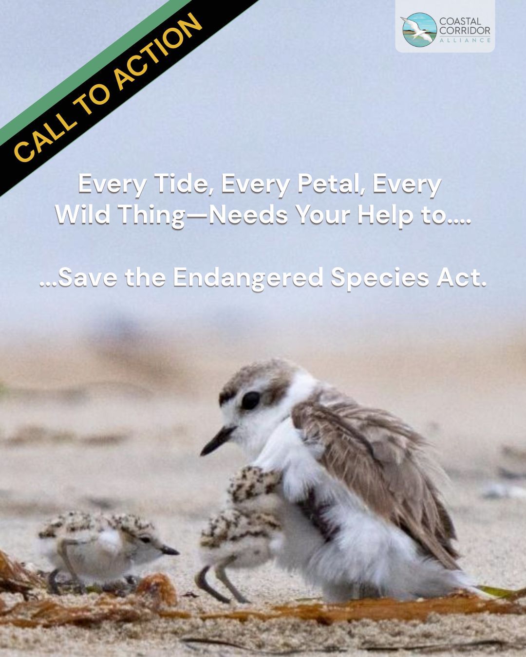 The Endangered Species Act is under threat. A new proposal would allow habitat destruction with no consequences.