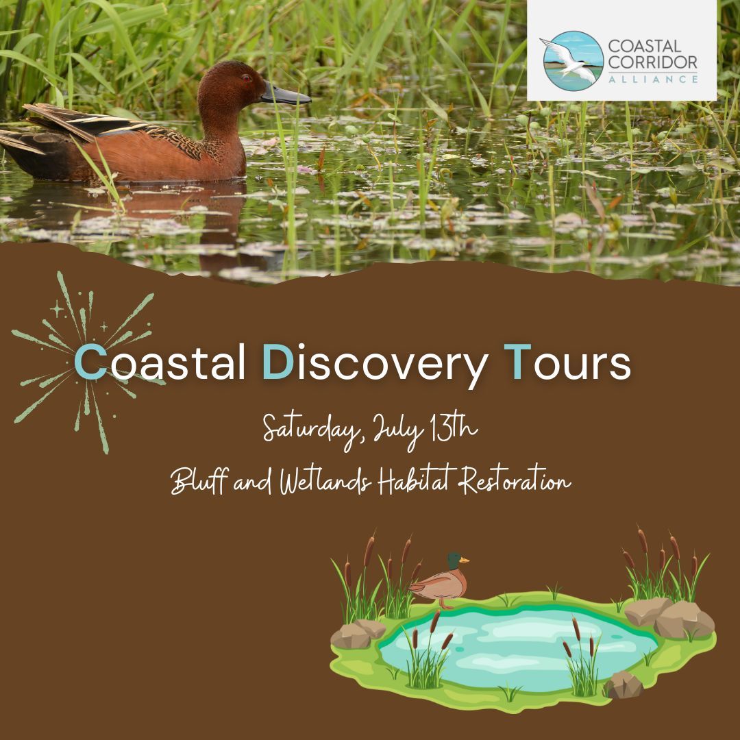 An image with a duck in water. Below it is a brown area with the phrase Coastal Discovery Tour. Saturday, July 13th "Bluff and Wetlands Habitat Restoration" with a graphic of a duck by a pond.