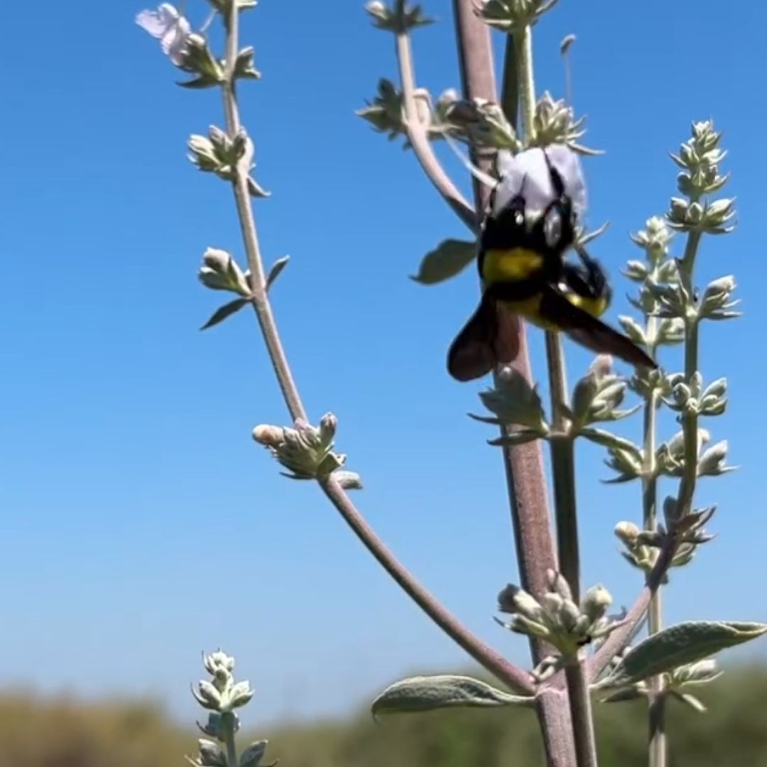 A bumble bee on white sage with blue skies in the background.
