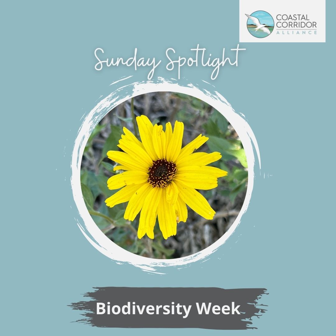 Sunday Spotlight on Biodiversity Week