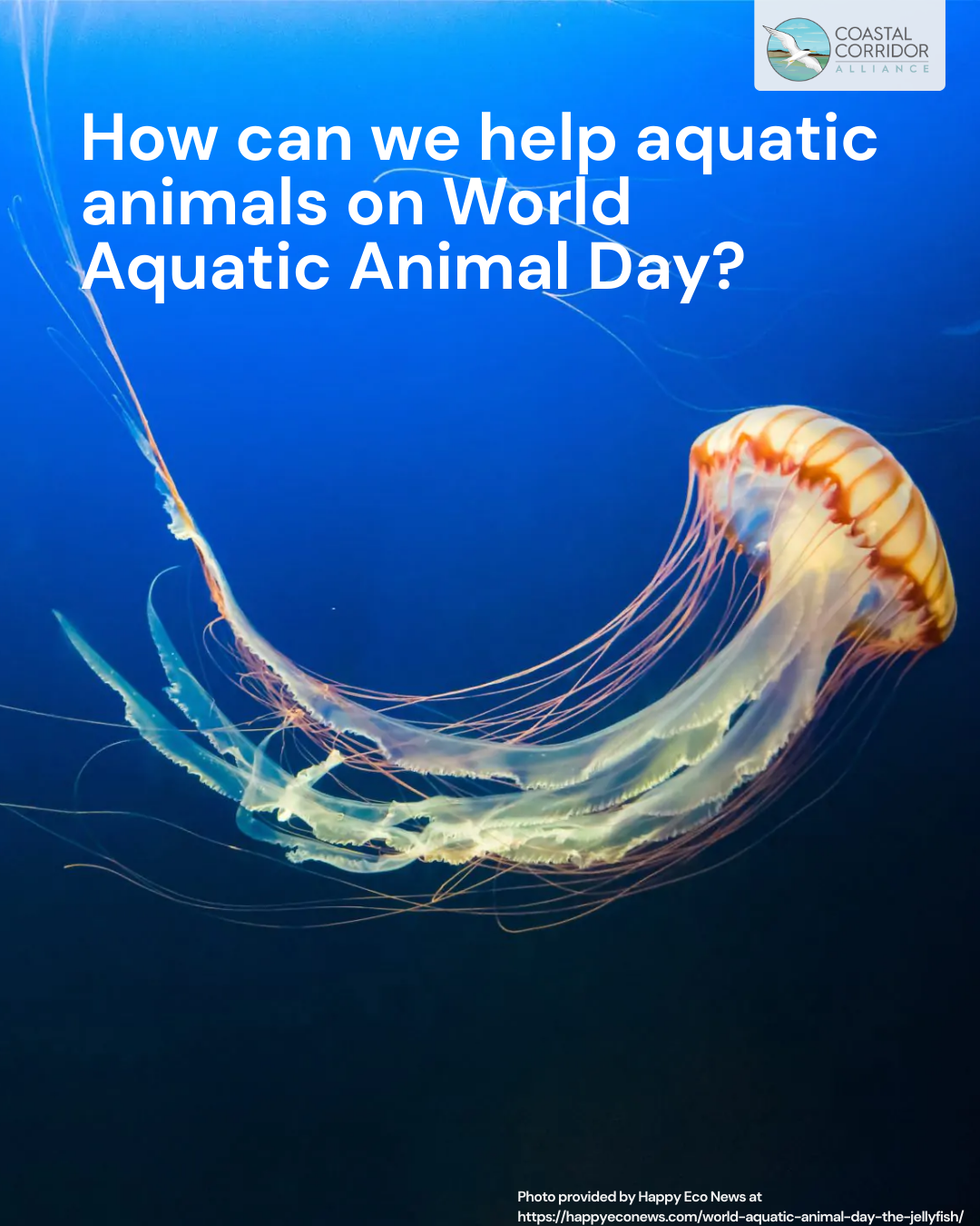 A large translucent jellyfish with long, flowing tentacles in dark blue water, overlaid with text asking how to help aquatic animals on World Aquatic Animal Day.