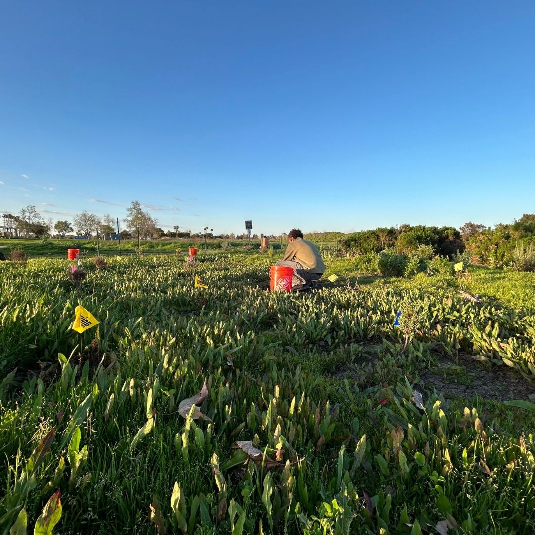 A photograph of grasses and shrubs being weeded by a person in the center of the screen. Blue skies are above.