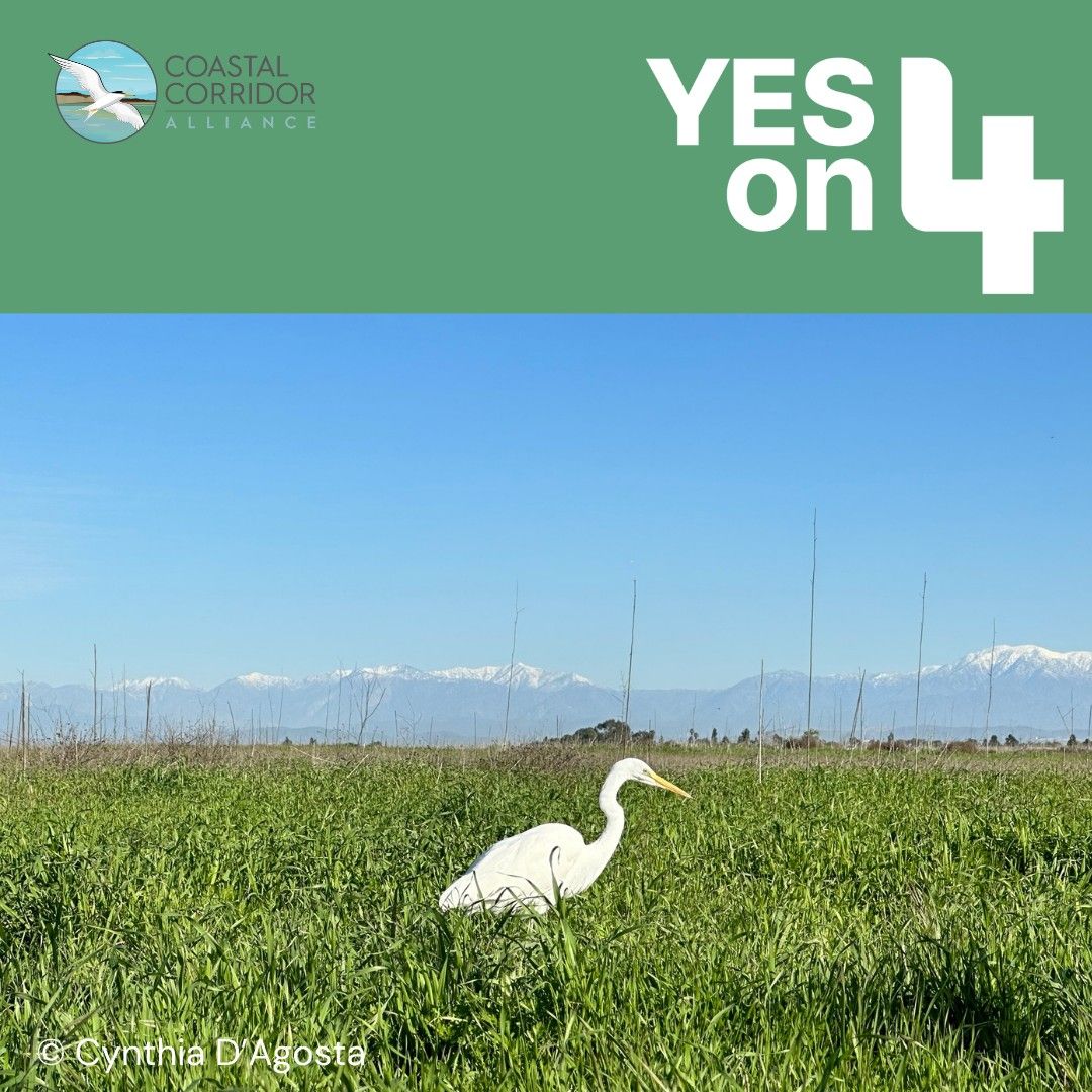 An image promoting Coastal Corridor Alliance's 'Yes on 4' campaign, featuring a white egret standing in tall green grass with snow-capped mountains in the background, under a clear blue sky.