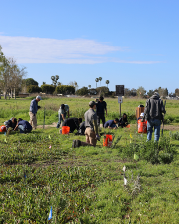People working with buckets and tools to plant natives and remove non-native species.