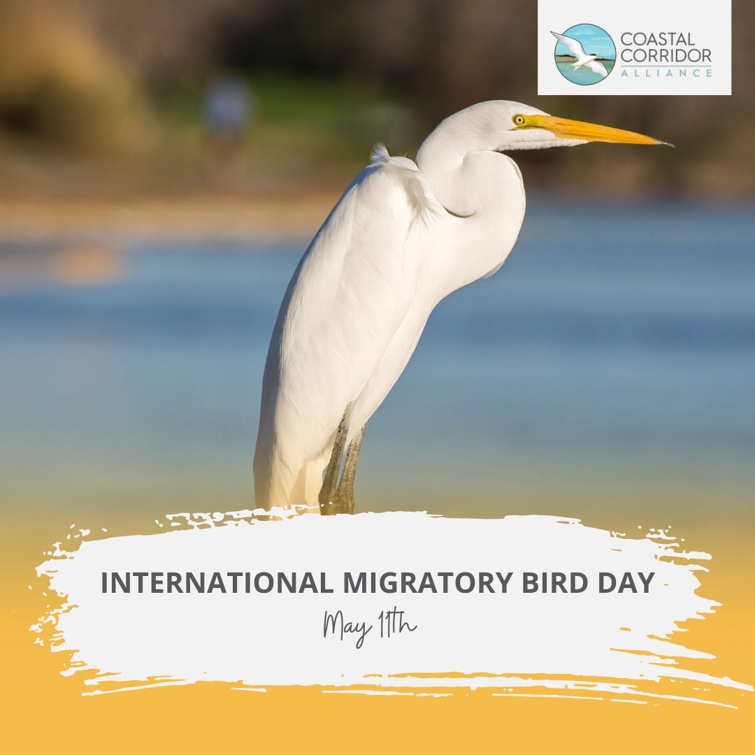 An egret with a banner including writing that reads: International Migratory Bird Day (May 11th) with the CCA logo in the upper right.