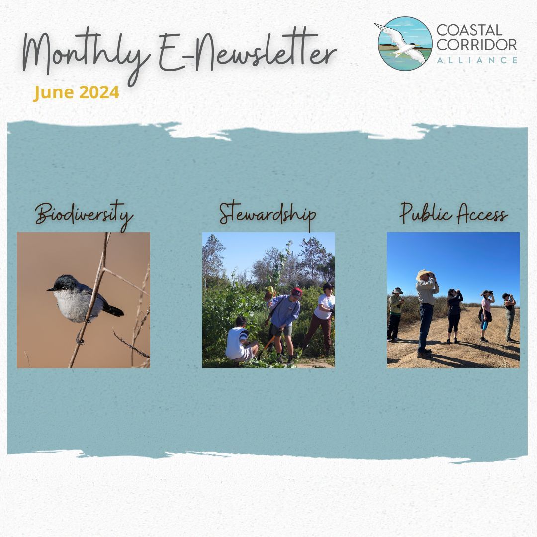 The Coastal Corridor Alliance's Monthly E-Newsletter for June 2024. Against a blue background with paint brush edges are three photos and three headings: biodiversity with a bird, stewardship with people removing plants, and public access with people birding.