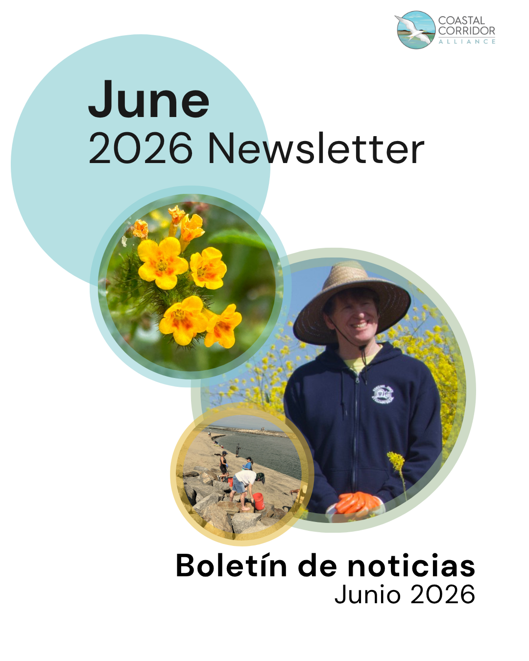 The cover of the Coastal Corridor Alliance newsletter for June 2026. The layout features three overlapping circular image inserts: * **Top circle:** A close-up of small yellow wildflowers. * **Middle circle:** A smiling volunteer wearing a wide-brimmed straw hat, a navy blue hoodie, and orange gloves in front of a field of yellow flowers. * **Bottom circle:** A group of volunteers conducting a cleanup along a rocky shoreline. The title is presented in both English, "June 2026 Newsletter", and Spanish, "Boletín de noticias Junio 2026". The organization's logo is positioned in the upper right corner.