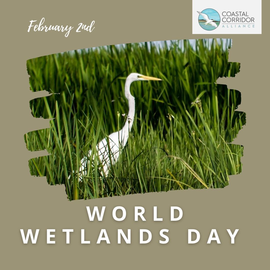 A brown background with the Coastal Corridor Alliance logo in the upper right corner. A photograph of an egret in a wetland in the center. Above it text that reads: February 2nd. Below it, it reads: World Wetland Day.