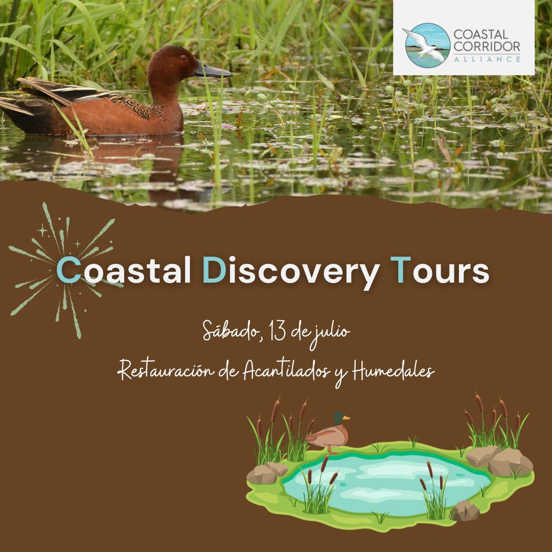 An image in Spanish with a duck in water. Below it is a brown area with the phrase Coastal Discovery Tour. Saturday, July 13th "Bluff and Wetlands Habitat Restoration" with a graphic of a duck by a pond.