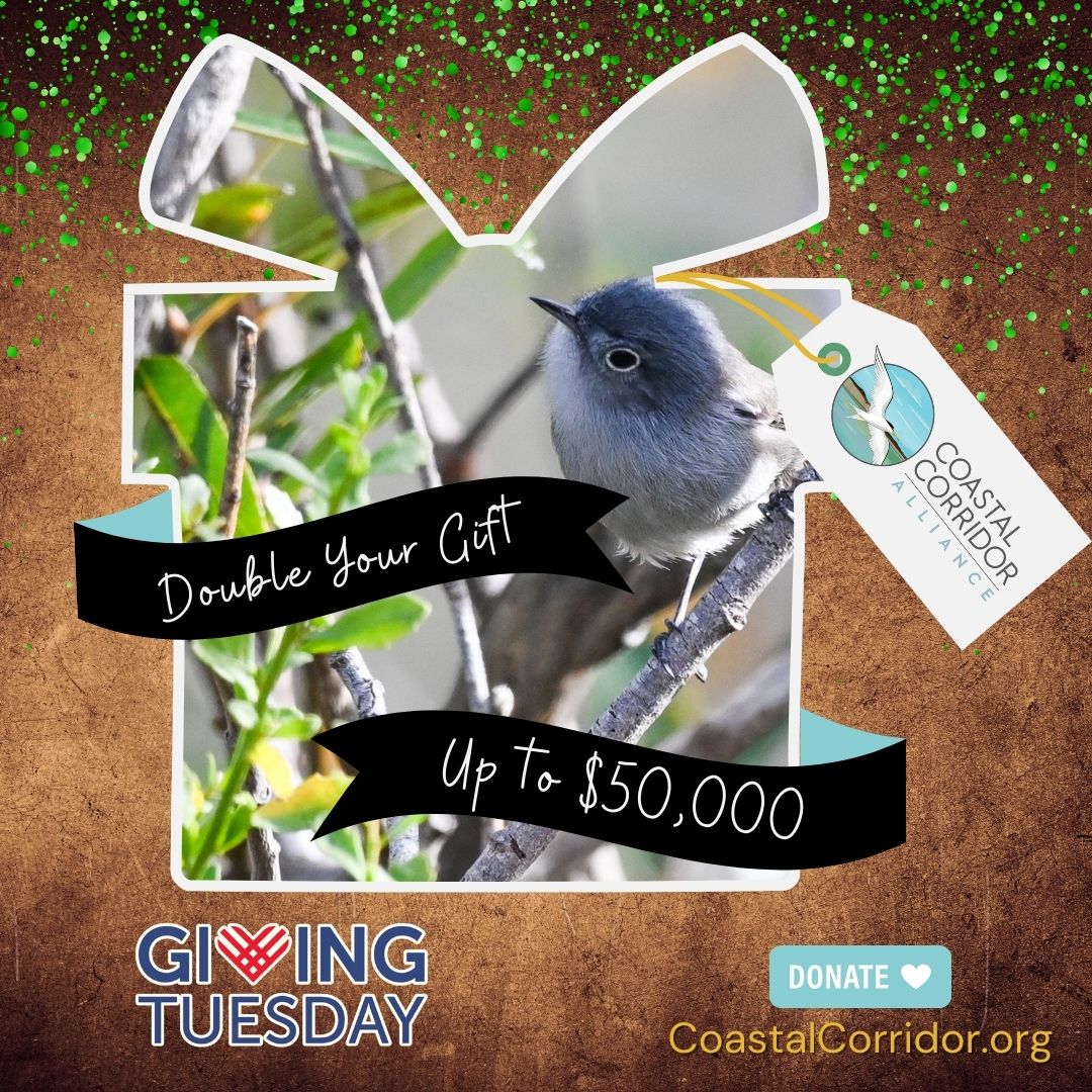 A banner image with a photograph a California gnatcatcher in the shape of a gift. There are two banners in black one from the left and one from the right. They read: Double Your Gift and Up to $50,000. From the gift is a gift tag that has the Coastal Corridor Alliance logo on it. All of this is set against a brown background with green flecks of paint. On the right is a Giving Tuesday image above a Donate button with a heart on it. Below it is the CoastalCorridor.org website listed.