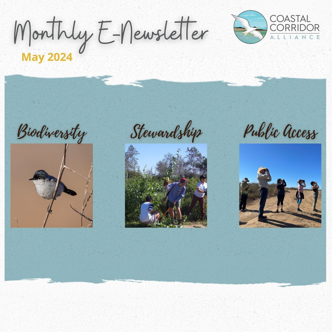 The Coastal Corridor Alliance's Monthly E-Newsletter for May 2024. Against a blue background with paint brush edges are three photos and three headings: biodiversity with a bird, stewardship with people removing plants, and public access with people birding.