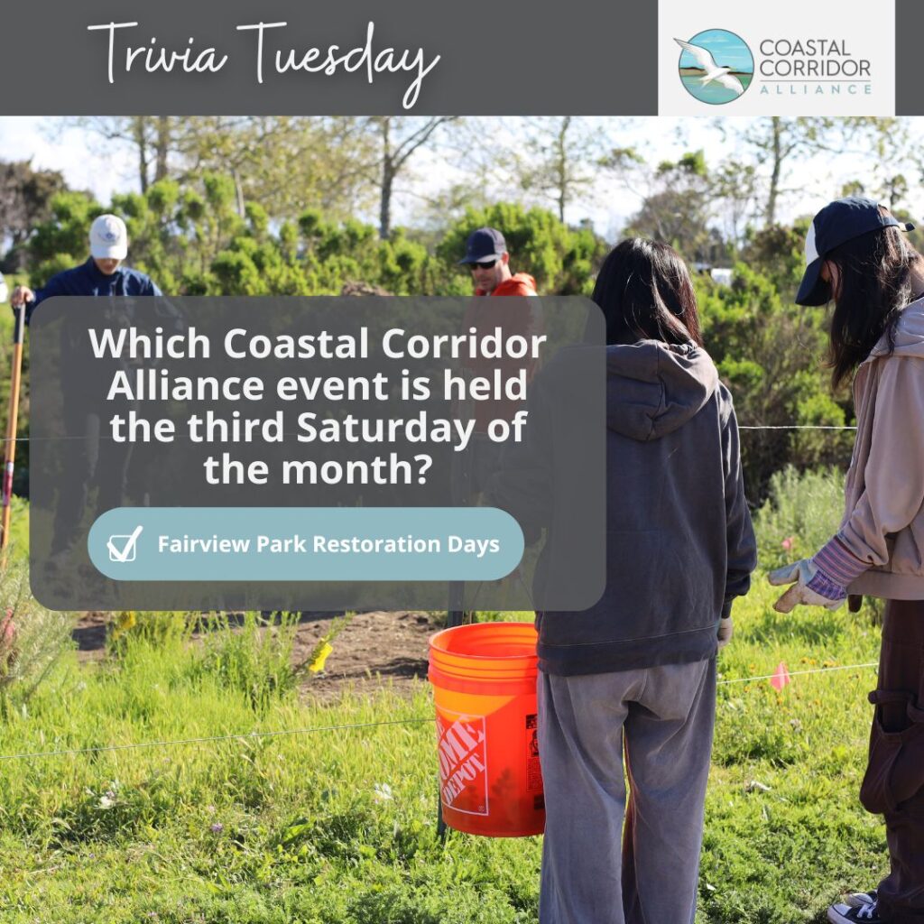 A graphic with the Coastal Corridor Alliance logo upper right with a grey bar behind it and the words: Trivia Tuesday. Below it is a blurred image a question: Which Coastal Corridor Alliance event is held the third Saturday of the month? 1. Fairview Park Restoration Days 2. Beach Cleanups 3. Committee Meetings 4. Board Meetings