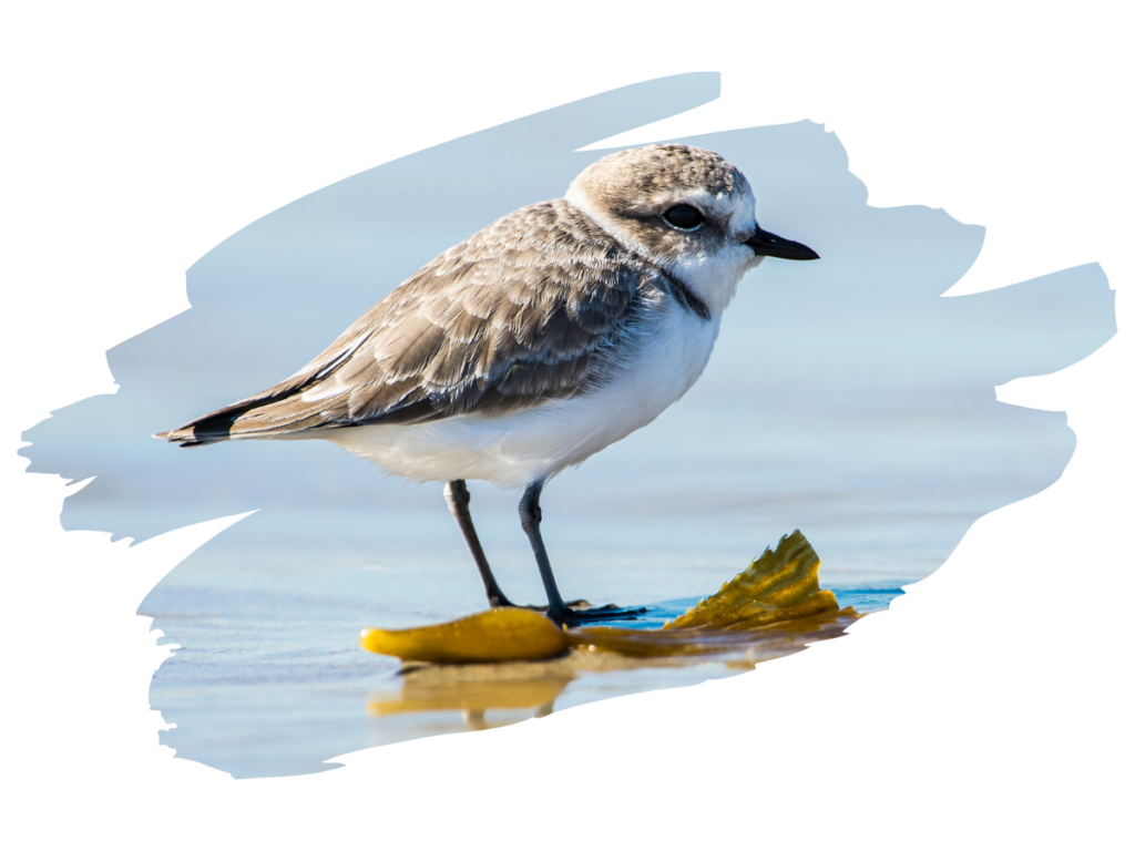 A Western Snowy Plover.