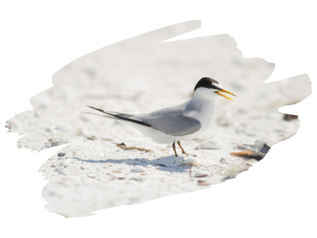 A California Least Tern.